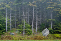 Acadia National Park, Maine, USA